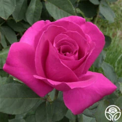 Purple Beauty 17 Purple Beauty -Heirloom Roses purple beauty 2 2