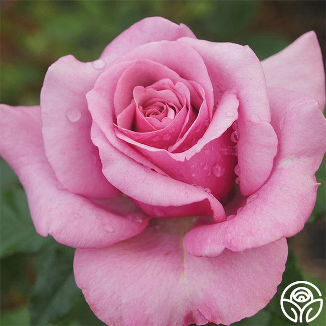 Purple Fragrancia 3 Purple Fragrancia