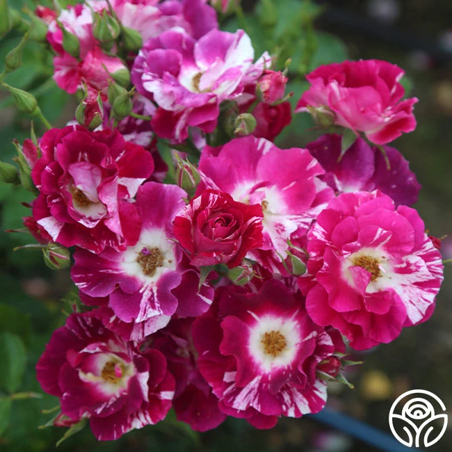 Purple Splash 4 Purple Splash - Image 2