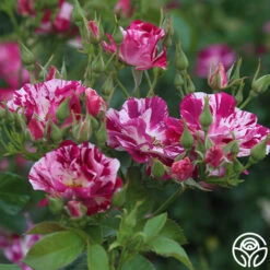 Purple Splash 14 Purple Splash -Heirloom Roses purple splash 3 7