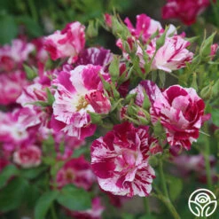 Purple Splash 17 Purple Splash -Heirloom Roses purple splash 4 1