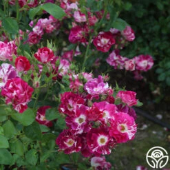 Purple Splash 18 Purple Splash -Heirloom Roses purple splash 6