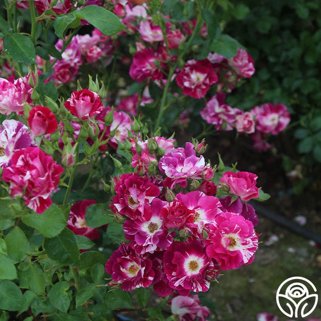 Purple Splash 9 Purple Splash - Image 7