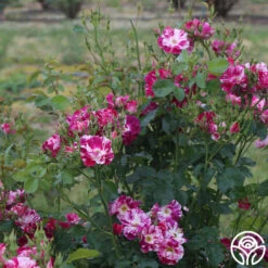 Purple Splash 15 Purple Splash -Heirloom Roses purple splash 7