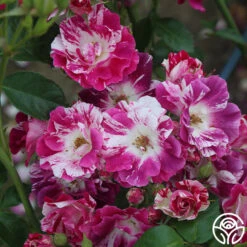 Purple Splash 20 Purple Splash -Heirloom Roses purple splash 8