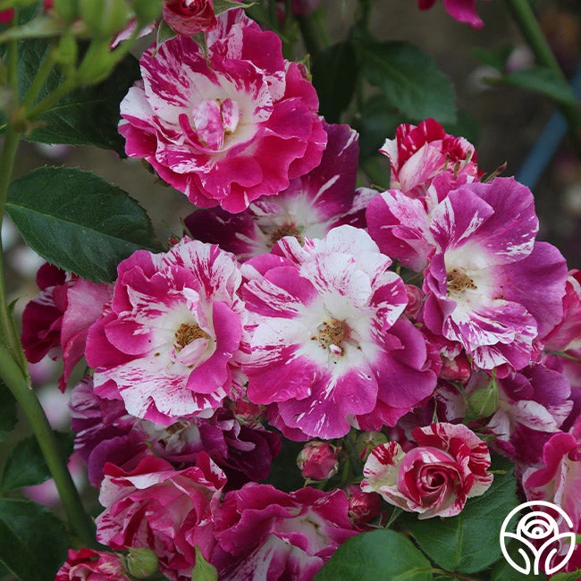 Purple Splash 11 Purple Splash - Image 9