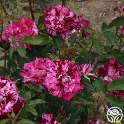 Purple Tiger 11 Purple Tiger -Heirloom Roses purple tiger 11