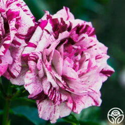 Purple Tiger 10 Purple Tiger -Heirloom Roses purple tiger 1 1