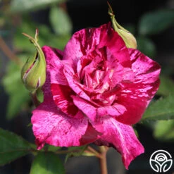 Purple Tiger 13 Purple Tiger -Heirloom Roses purple tiger 3 1