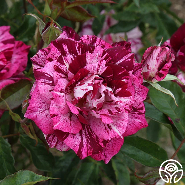 Purple Tiger 4 Purple Tiger - Image 2