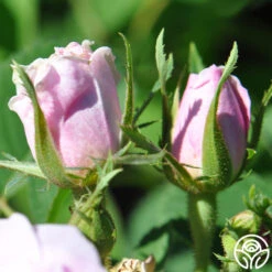 Quatre Saisons -Heirloom Roses quatre saisons 2 5