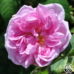 Quatre Saisons -Heirloom Roses quatre saisons 3 5