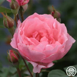 Queen Elizabeth® -Heirloom Roses queen elizabeth 1 1 1