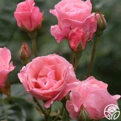 Queen Elizabeth® -Heirloom Roses queen elizabeth 4 8