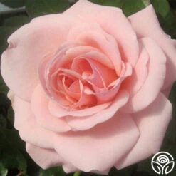 Queen Margrethe™ -Heirloom Roses queen margrethe 3 7