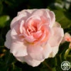 Queen Margrethe™ -Heirloom Roses queen margrethe 5