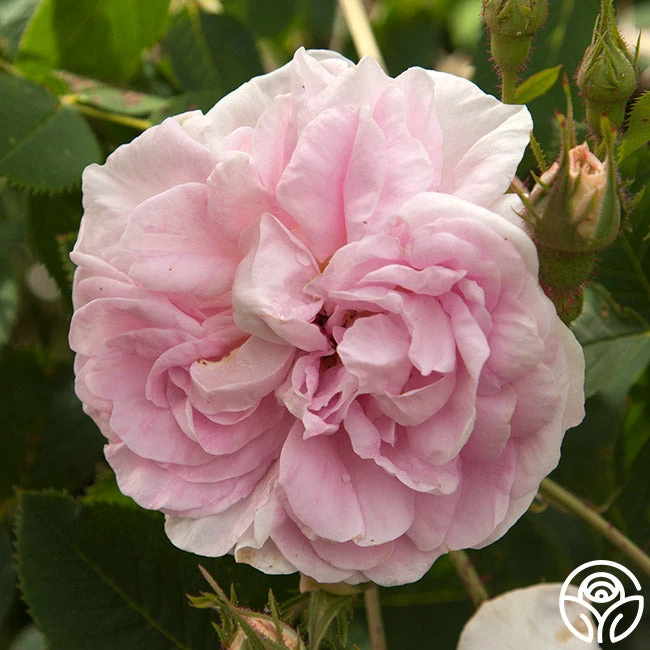 Queen Of Denmark 9 Queen Of Denmark - Image 7