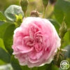 Queen Of Denmark 2 Queen Of Denmark -Heirloom Roses queen of denmark 2 5