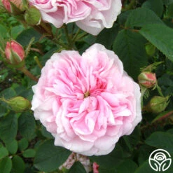 Queen Of Denmark 14 Queen Of Denmark -Heirloom Roses queen of denmark 3 5