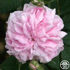 Queen Of Denmark 12 Queen Of Denmark -Heirloom Roses queen of denmark 5