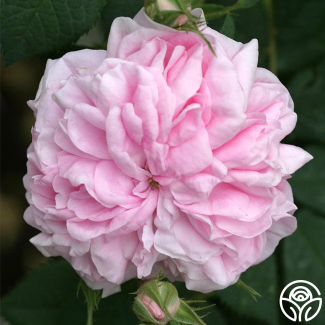 Queen Of Denmark 6 Queen Of Denmark - Image 4