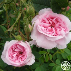 Queen Of Denmark 11 Queen Of Denmark -Heirloom Roses queen of denmark 6