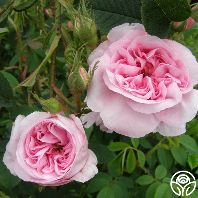 Queen Of Denmark 5 Queen Of Denmark - Image 3