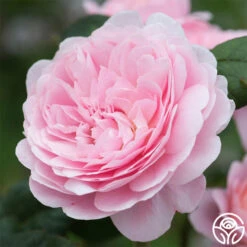 New Release -Heirloom Roses queen of sweeden 2