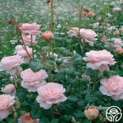 Queen Of Sweden® -Heirloom Roses queen of sweeden 3