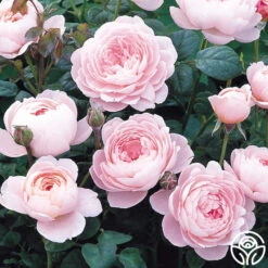 Queen Of Sweden® -Heirloom Roses queen of sweeden 9
