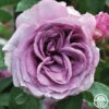 Arborose® Quicksilver -Heirloom Roses quicksilver 2 1 1