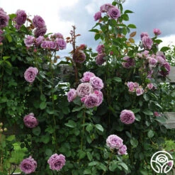 Arborose® Quicksilver -Heirloom Roses quicksilver 3 1 1