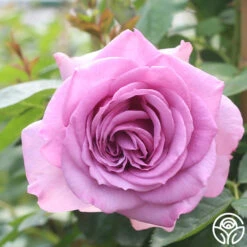 Arborose® Quicksilver -Heirloom Roses quicksilver 4 2 1