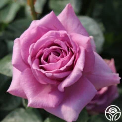 Arborose® Quicksilver -Heirloom Roses quicksilver 5 3 1