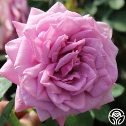 Arborose® Quicksilver -Heirloom Roses quicksilver 6 1