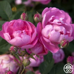 R Centifolia AndrewsII -Heirloom Roses r centifolia andrewsii 2 5