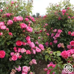 Raspberry Cream Twirl™ 16 Raspberry Cream Twirl™ -Heirloom Roses raspberry cream twirl 12 1