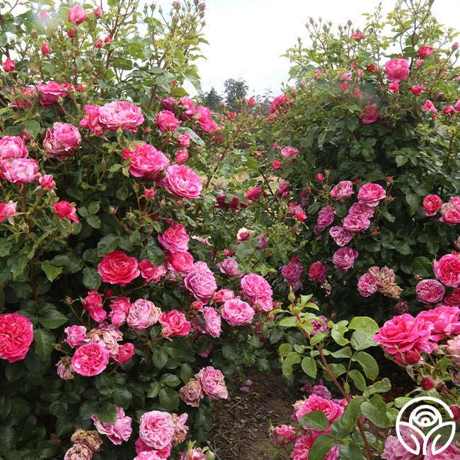 Raspberry Cream Twirl™ 9 Raspberry Cream Twirl™ - Image 7