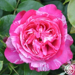 Raspberry Cream Twirl™ 12 Raspberry Cream Twirl™ -Heirloom Roses raspberry cream twirl 2 8