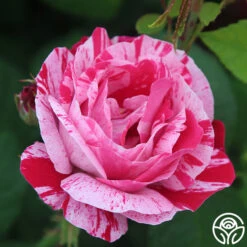 Raspberry Cream Twirl™ 17 Raspberry Cream Twirl™ -Heirloom Roses raspberry cream twirl 3