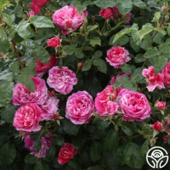 Raspberry Cream Twirl™ 13 Raspberry Cream Twirl™ -Heirloom Roses raspberry cream twirl 4 1 2