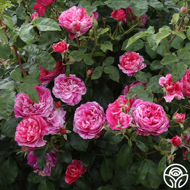 Raspberry Cream Twirl™ 6 Raspberry Cream Twirl™ - Image 4