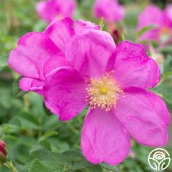 Raspberry Rugostar® 7 Raspberry Rugostar® -Heirloom Roses raspberry rugostar 1 1