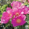 Raspberry Rugostar® -Heirloom Roses raspberry rugostar 32