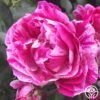 Raspberry Stripe -Heirloom Roses raspberry stripe