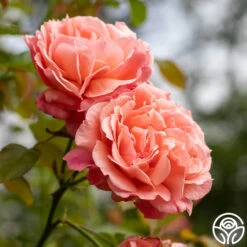 Reach For The Skies -Heirloom Roses reach for the skies 10