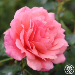 Reach For The Skies -Heirloom Roses reach for the skies 3