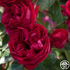 New Release -Heirloom Roses red eden 1