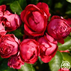 Red Eden® -Heirloom Roses red eden 3 7