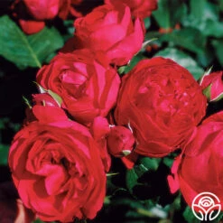 Red Eden® -Heirloom Roses red eden 4 1